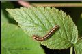 Lasiocampa quercus